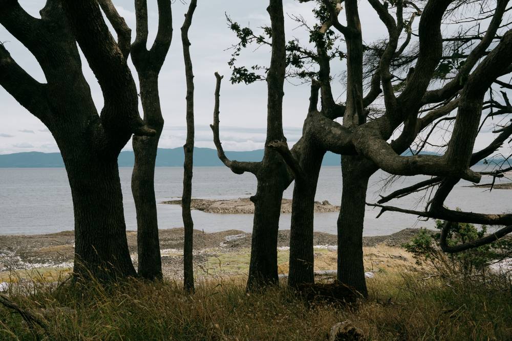 A row of dark, gnarled tree trunks frames a view through to a calm inlet. A rocky tidal flat and low shrubs are visible between the trees, with mountains faintly visible across the water under an overcast sky.