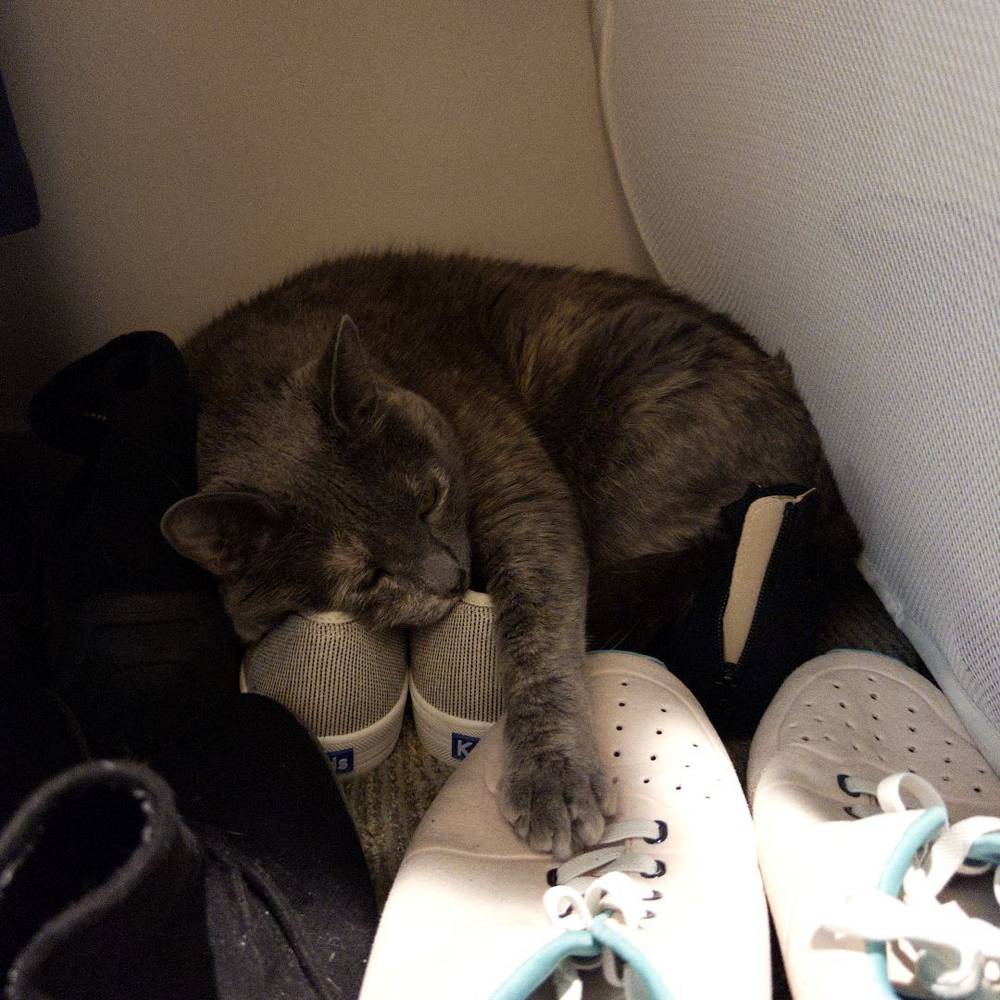 my cat is a shoe??