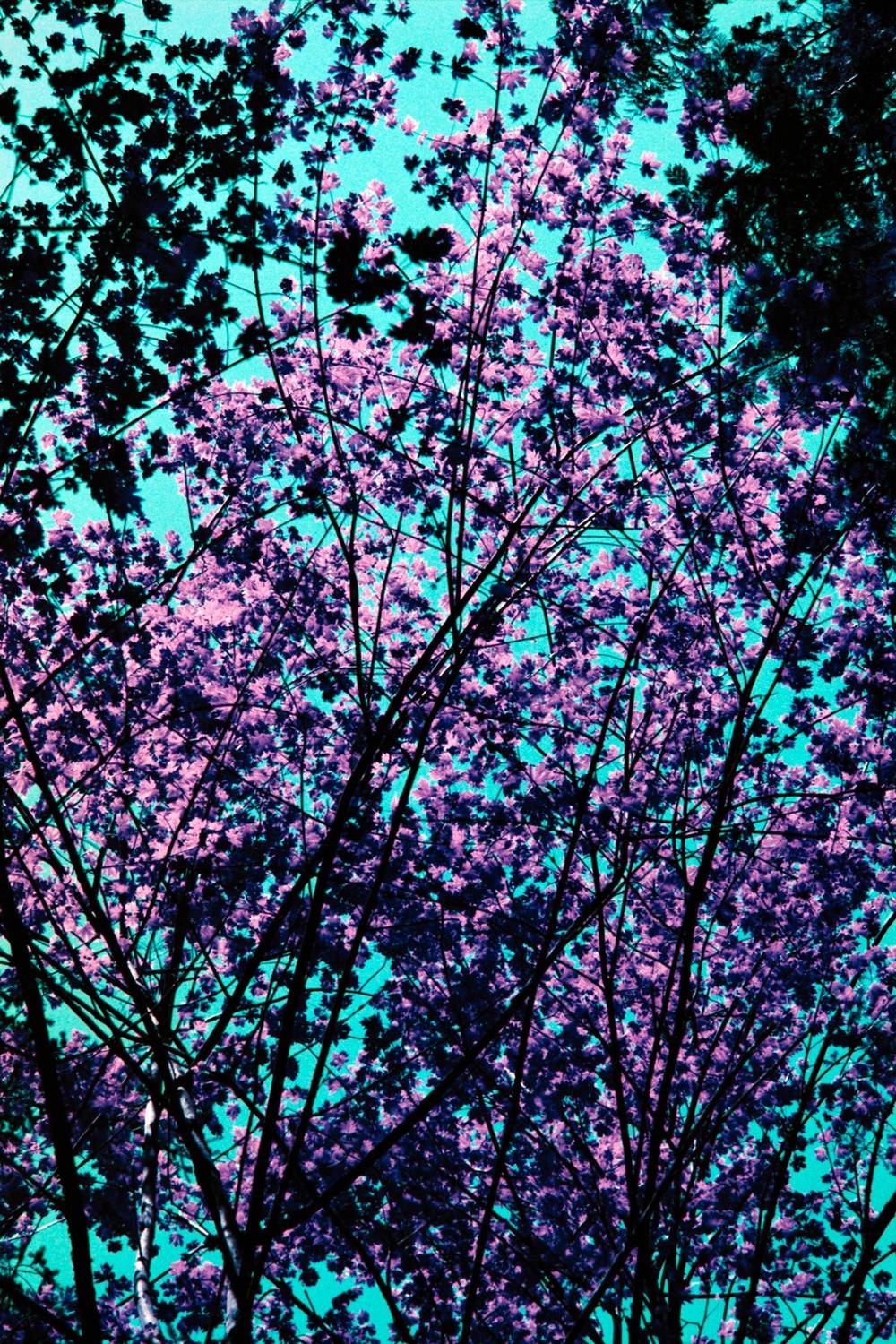 Tree foliage rendered in Lomo purple