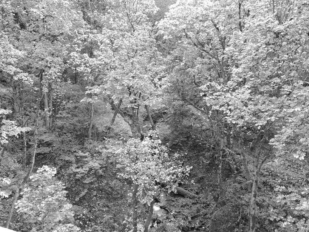 trees #campsnap