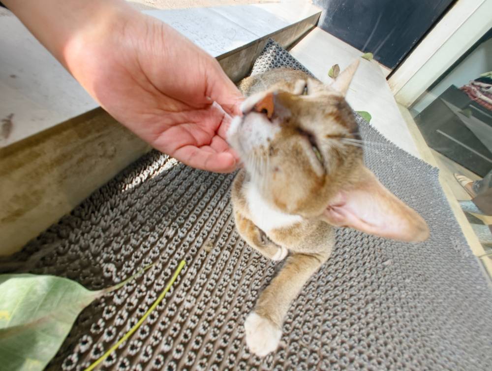 kitty enjoying chin scratches 