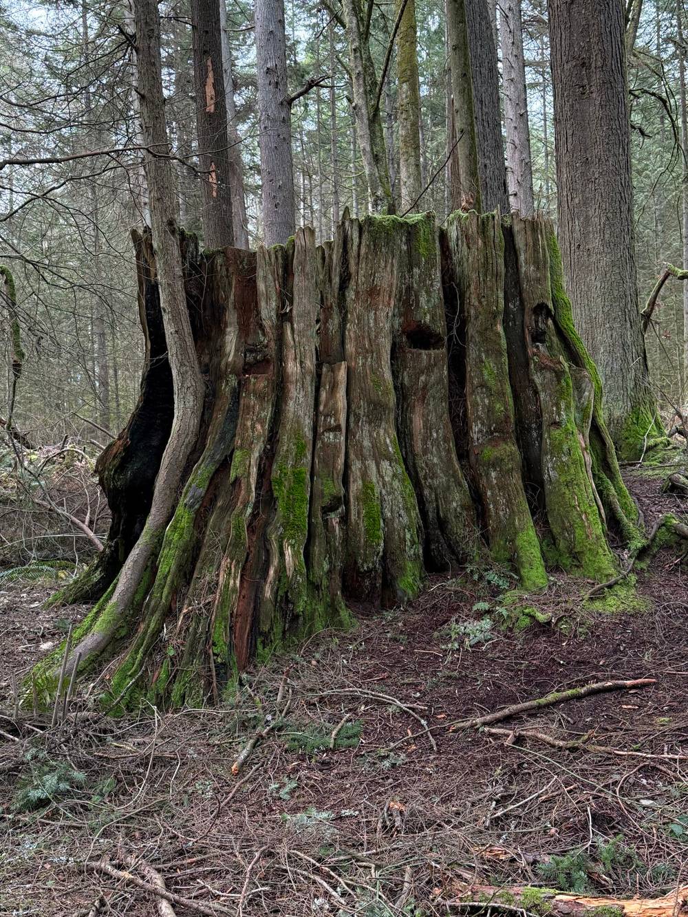 A tree stump covered in moss