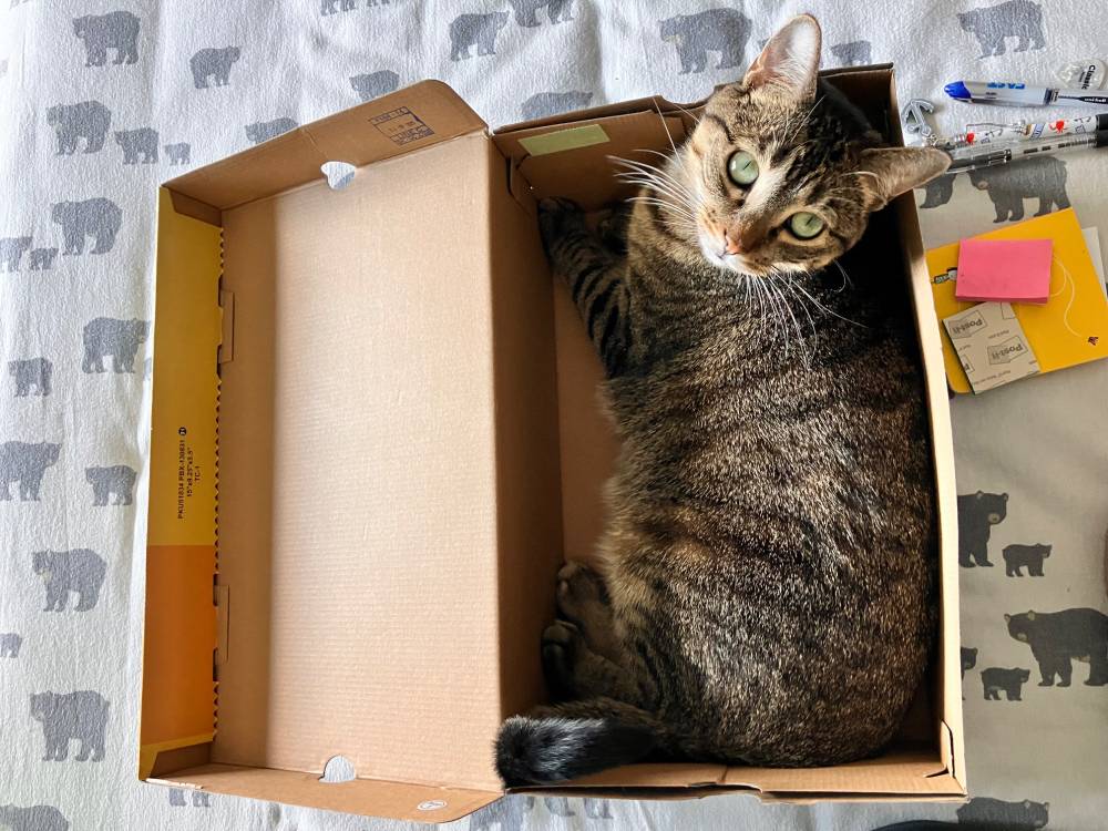 Coco in a shoebox