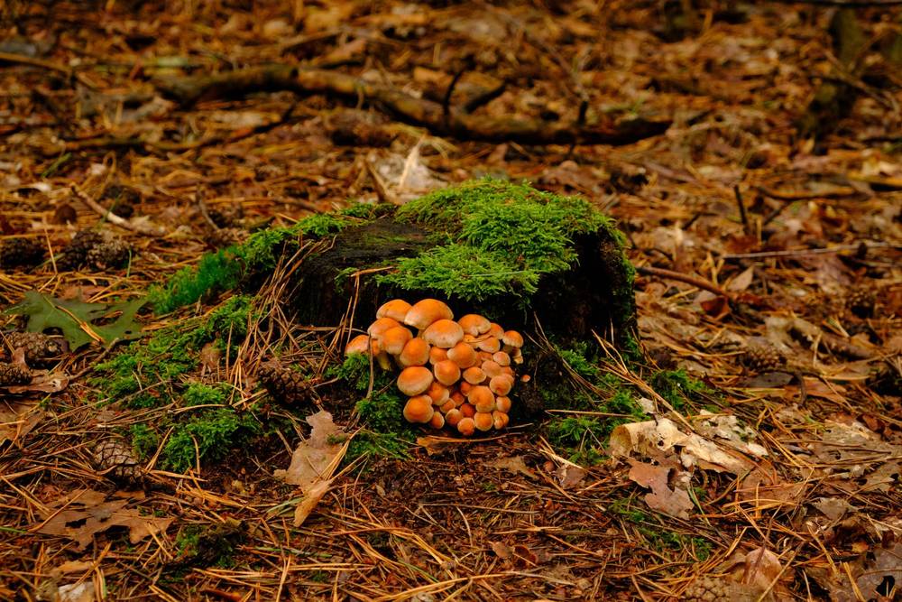 Mushrooms nest laying next to a tree trunk