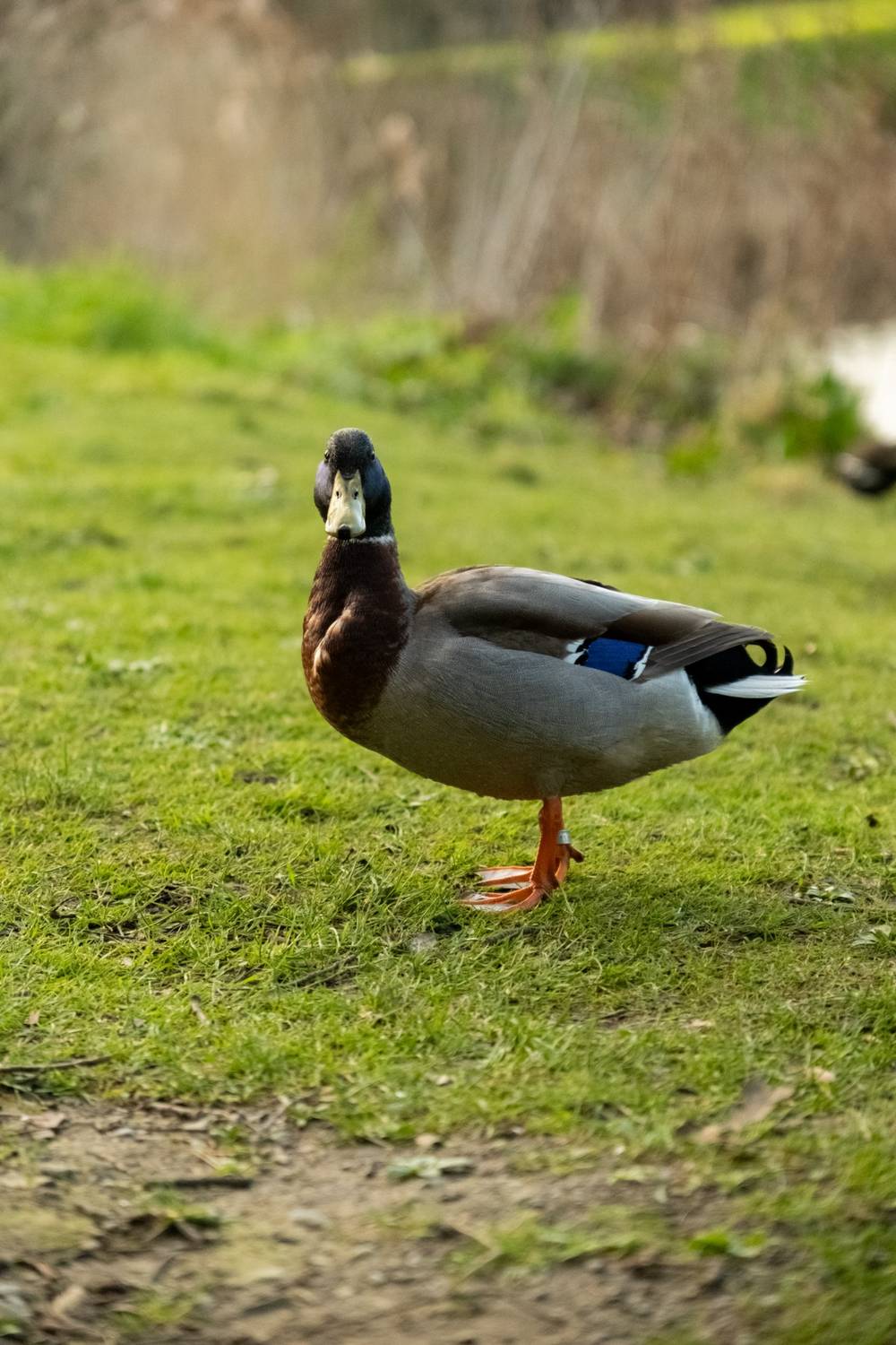 Phoenix Park ducks