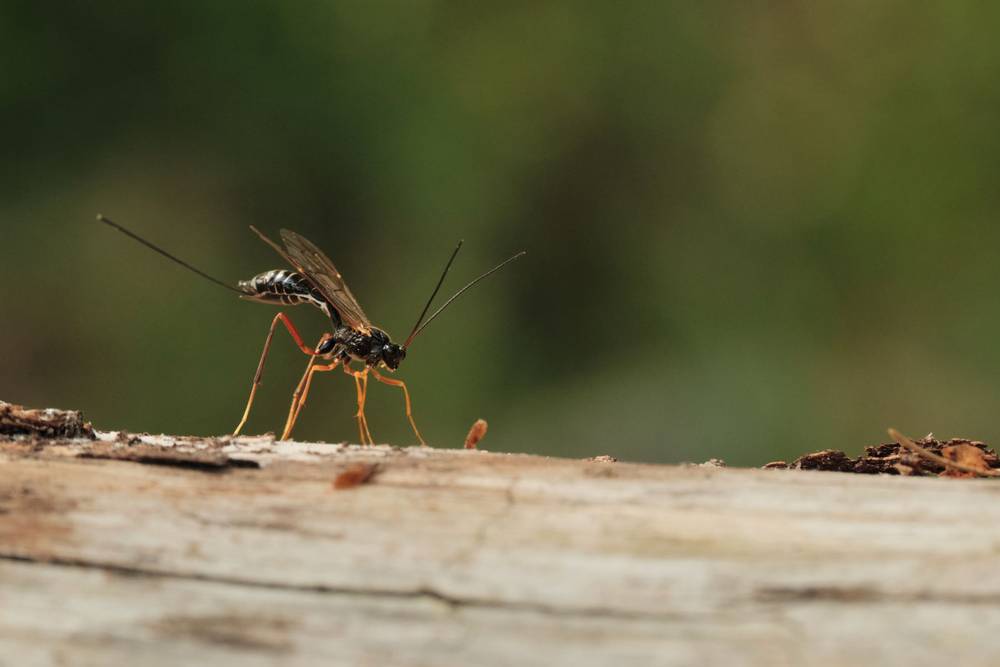 Secret Life of Insects