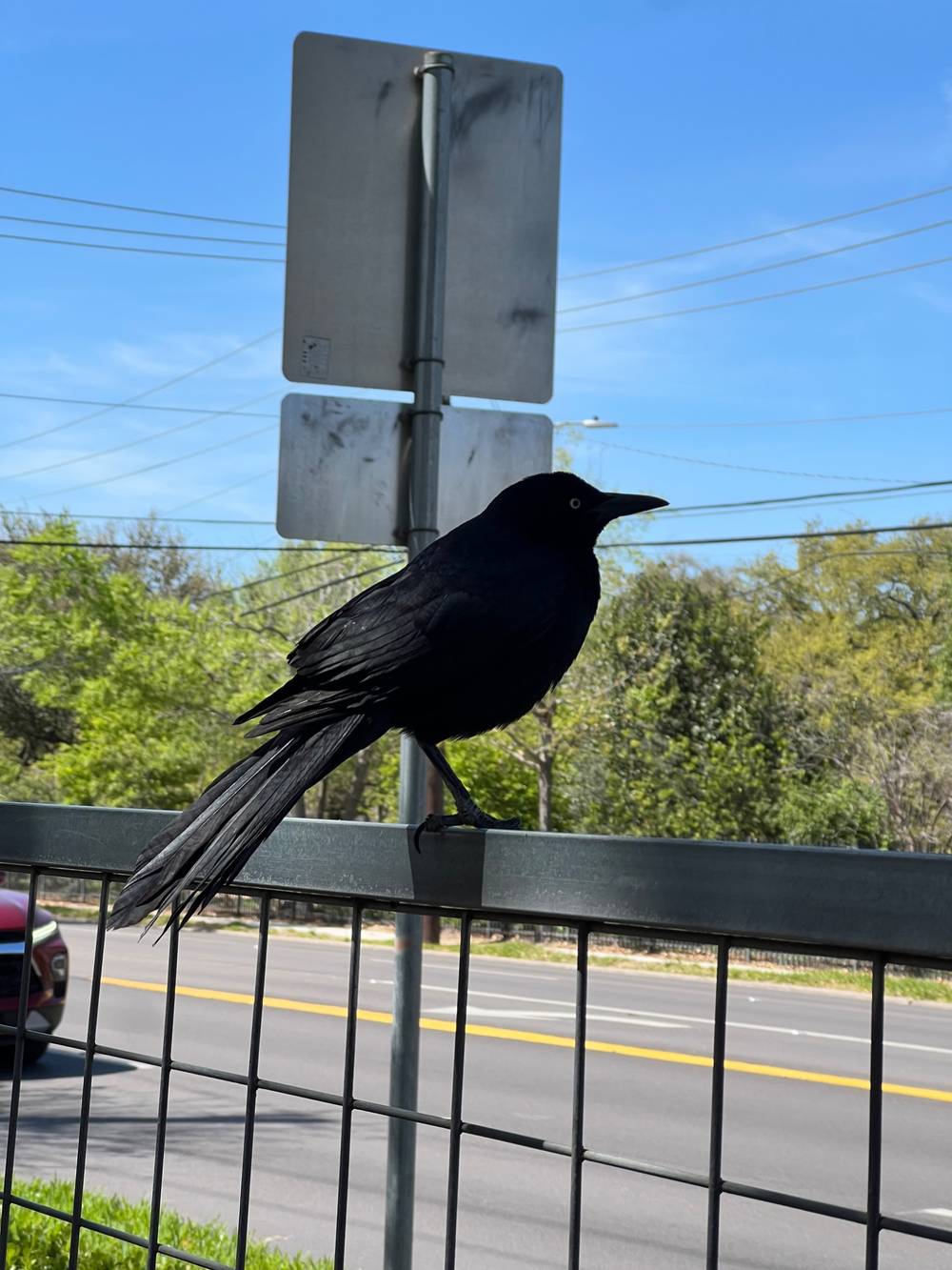 Grackle’s gaze