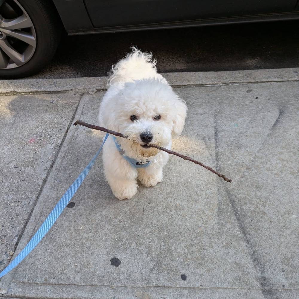 I've discovered that I love sticks, photo 1 of 3
