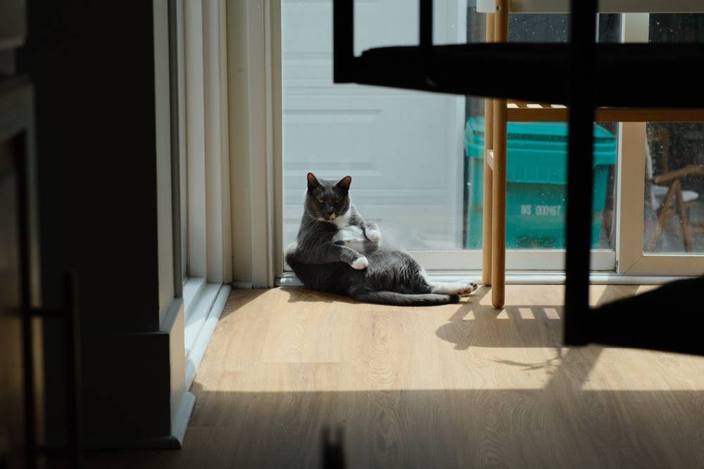 A grey tuxedo cat lies against a window on a wood-textured floor. She is on her back, but she is folded back towards her tummy due to grooming. The silhouette of a spiral staircase is in the foreground, and a garage and green plastic bin are visible in the background.