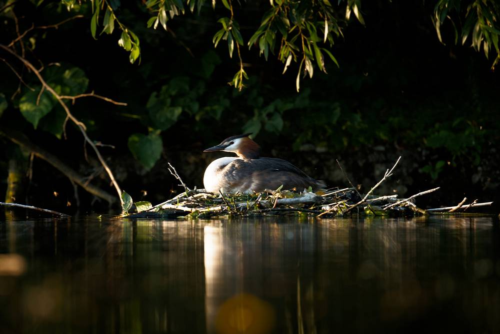 Nesting Grebe