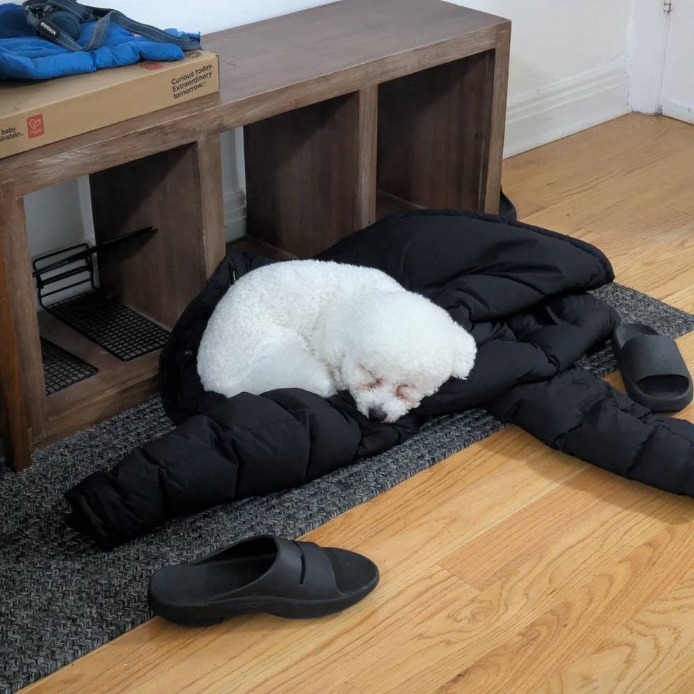 I pulled down mommy's coat and made my own bed 💤