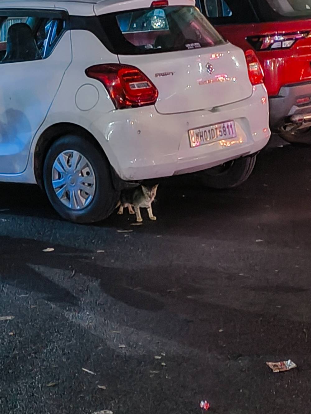 kitty hiding under car at night 