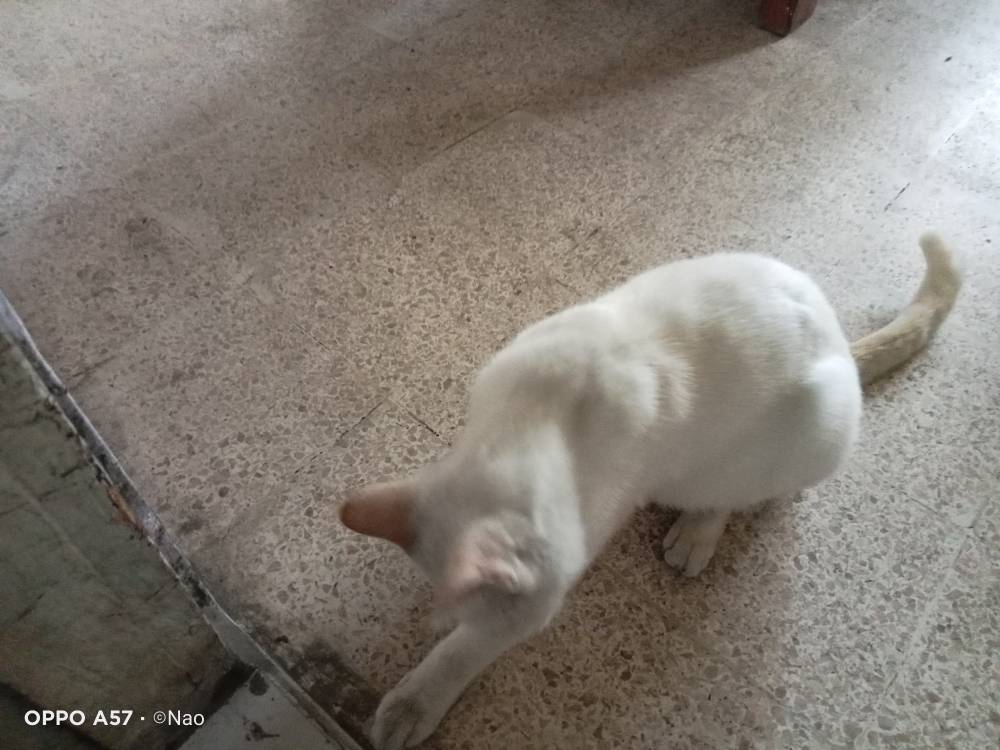 Random Cat at my basement
