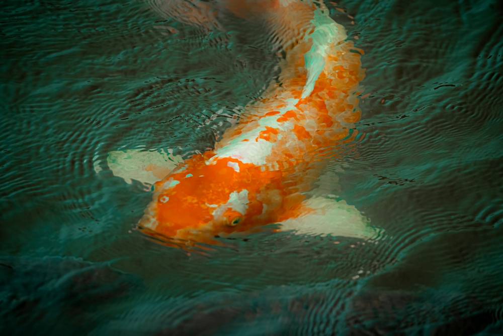 Koi at Heart Pond