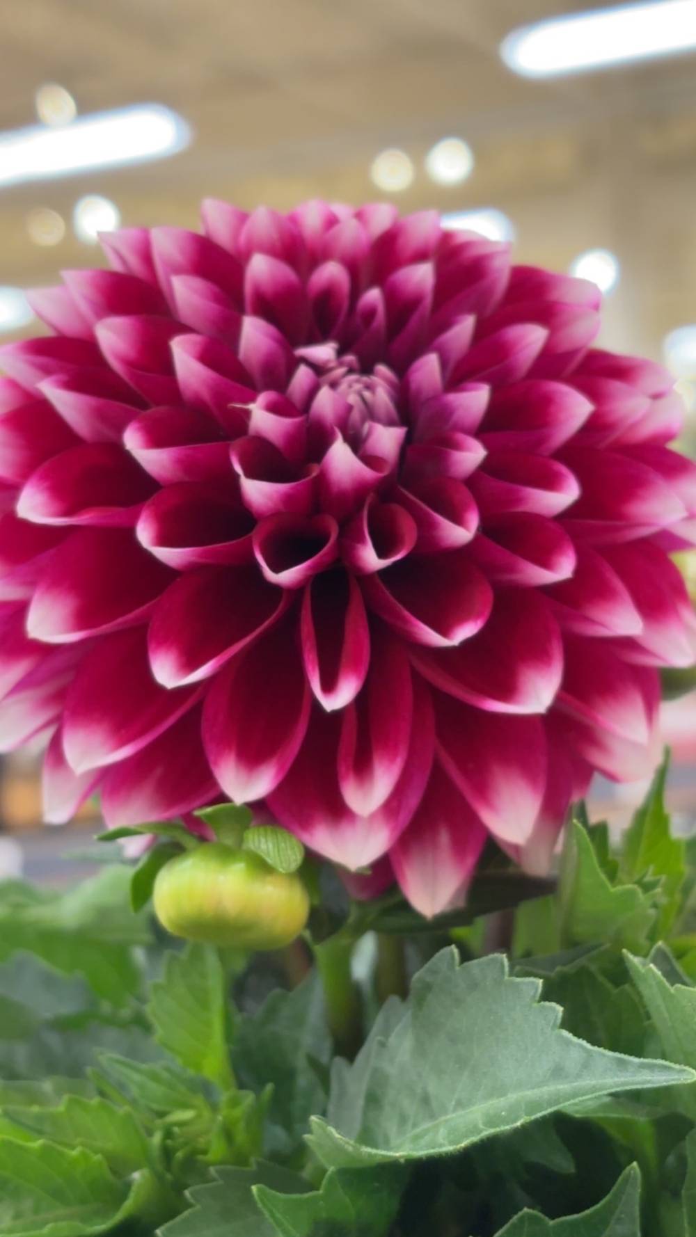 A close-up photograph of a fully bloomed decorative dahlia with densely layered, rounded petals in deep magenta-crimson with white-tipped edges, creating a sphere-like form. A small green bud is visible to the lower left of the main bloom. The foliage below is broad and serrated with a slightly dusty green appearance. The background is softly blurred, suggesting an indoor retail or garden centre setting with overhead fluorescent and spot lighting.