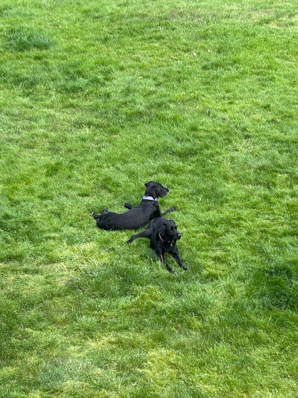 dogs :)