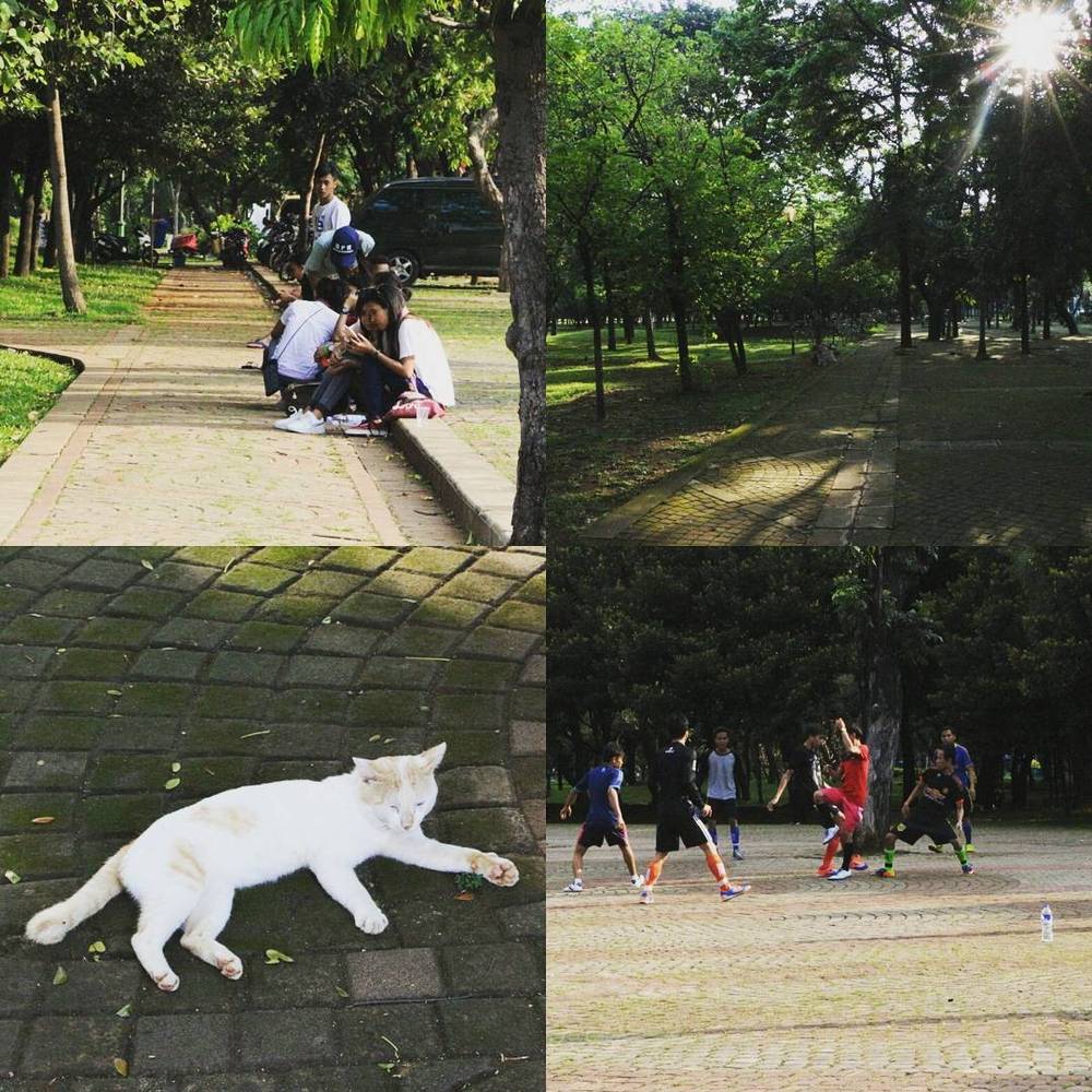 Collage of a white cat lounging on pavement and people playing sports in a park.