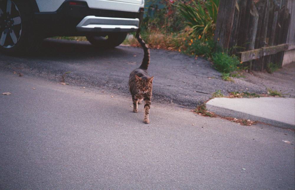 A cat approaching