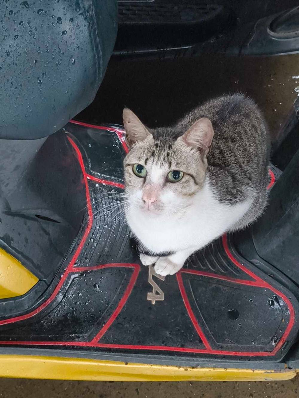 kitty sitting on scooty 
