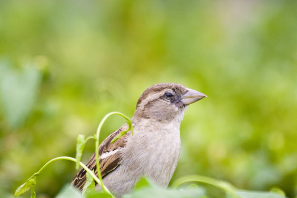 A sparrow sits among green leaves and curling tendrils.