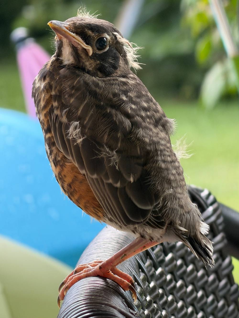 Baby robin