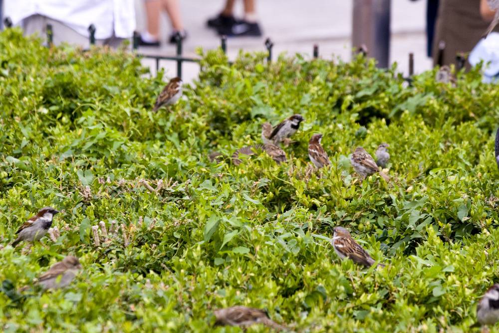 Paris 2010 · Feeding sparrows near Notre-Dame, Paris