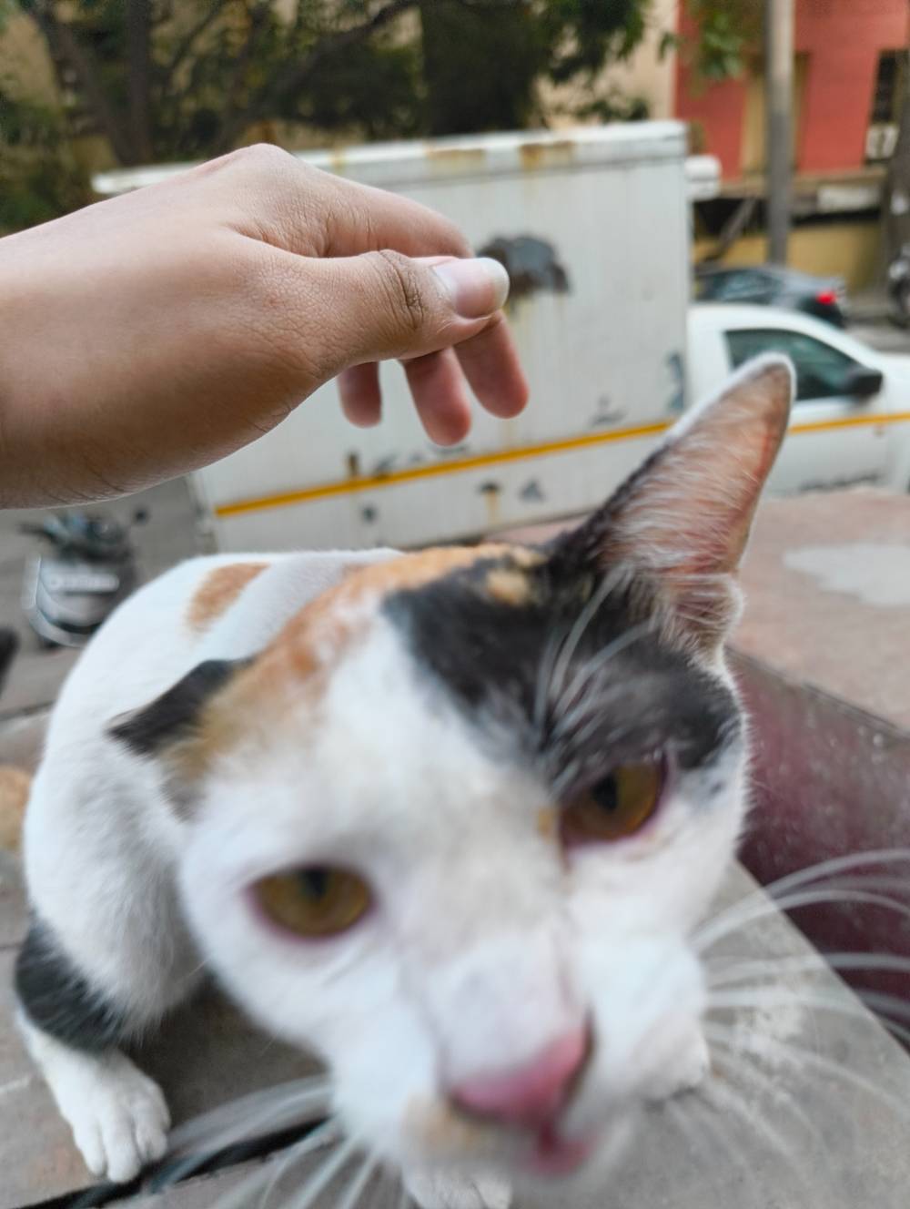 me about to pet kitty 