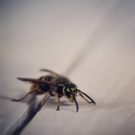 Bzzz