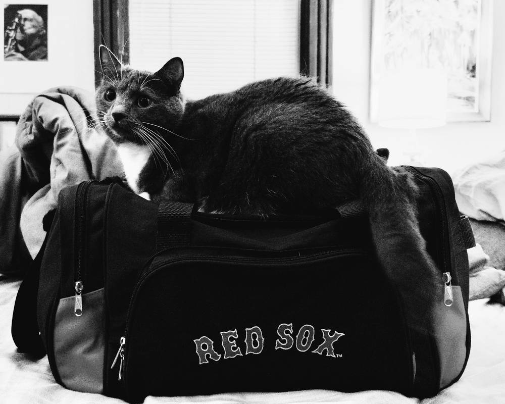 Kitten wanted to come to Portland with me
