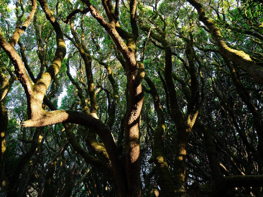 bay laurel