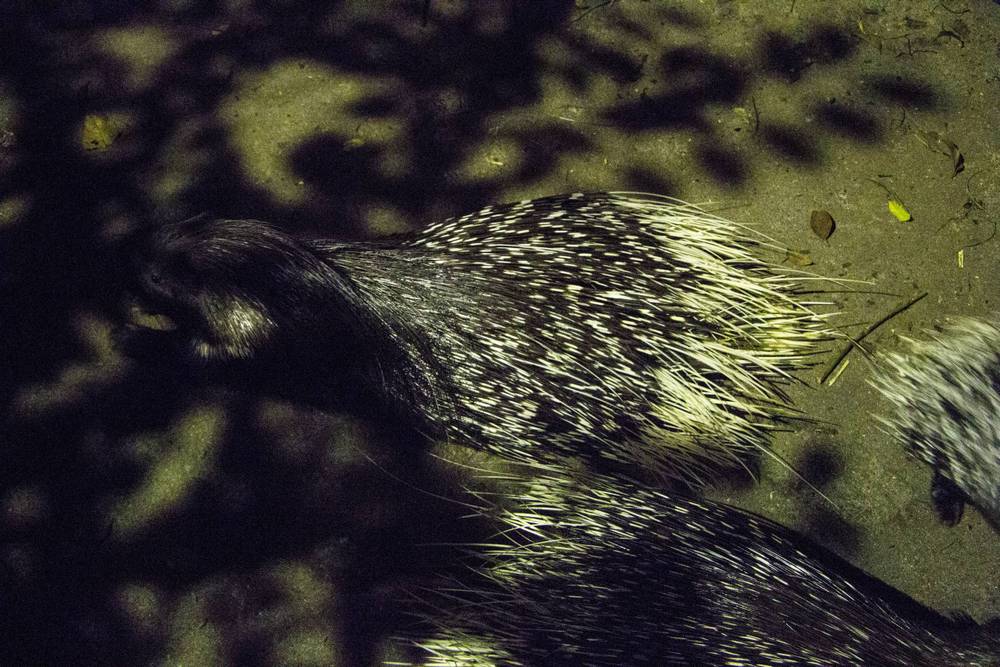 A close-up of a porcupine's quilled back at night.
