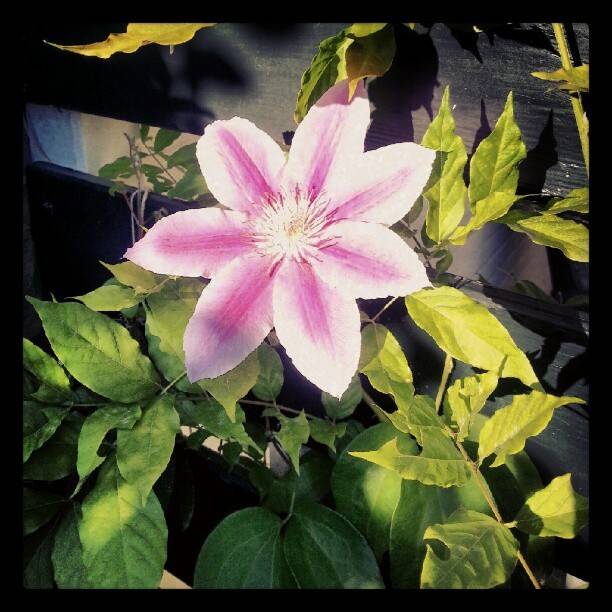 A pink and white clematis flower in bloom among green leaves.