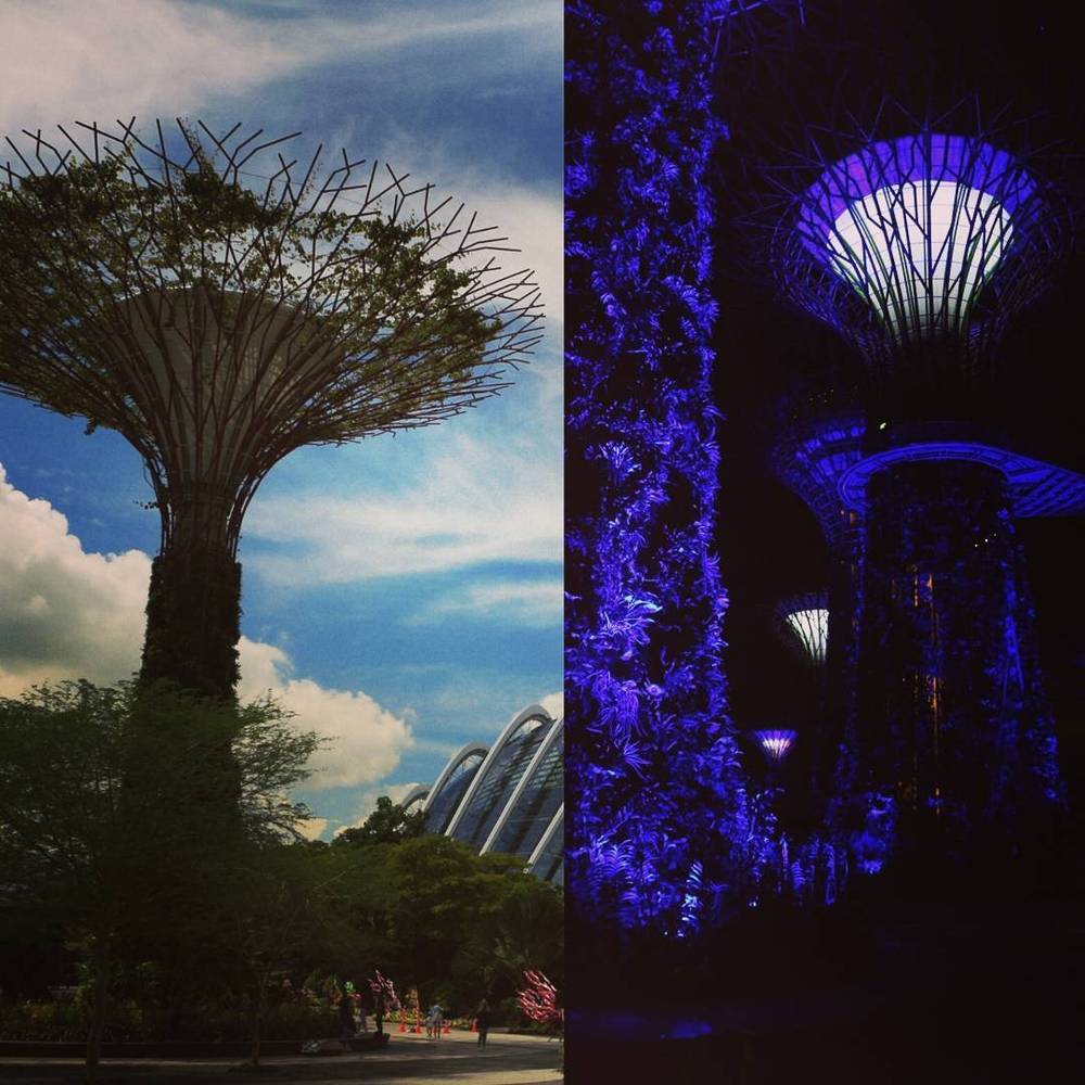 Collage of Singapore's Supertree structures shown in daylight and lit up purple at night.