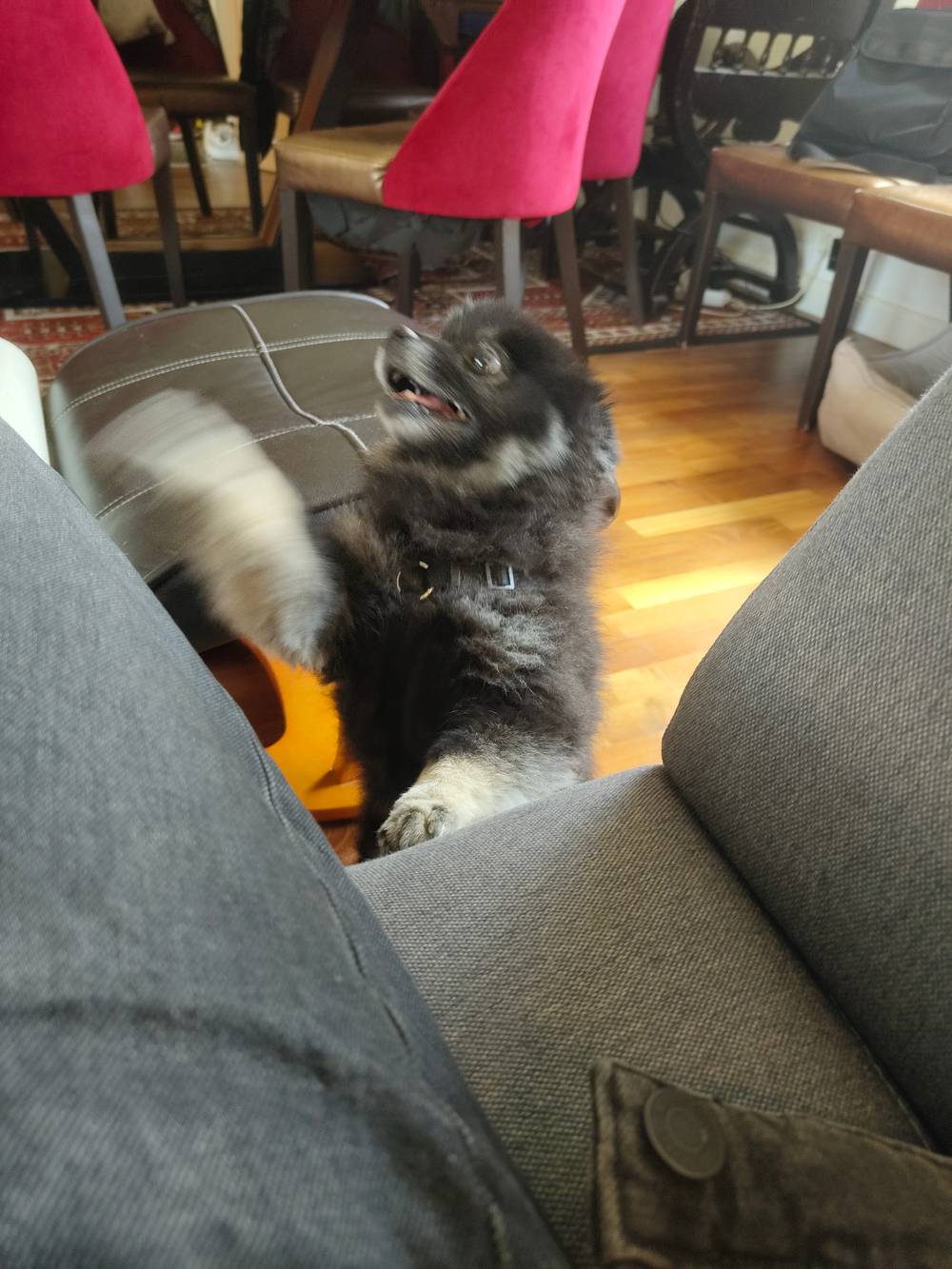 silliest dawg