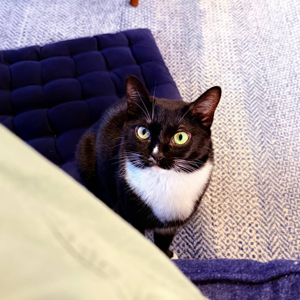 She gets her wet food at 9 PM.
