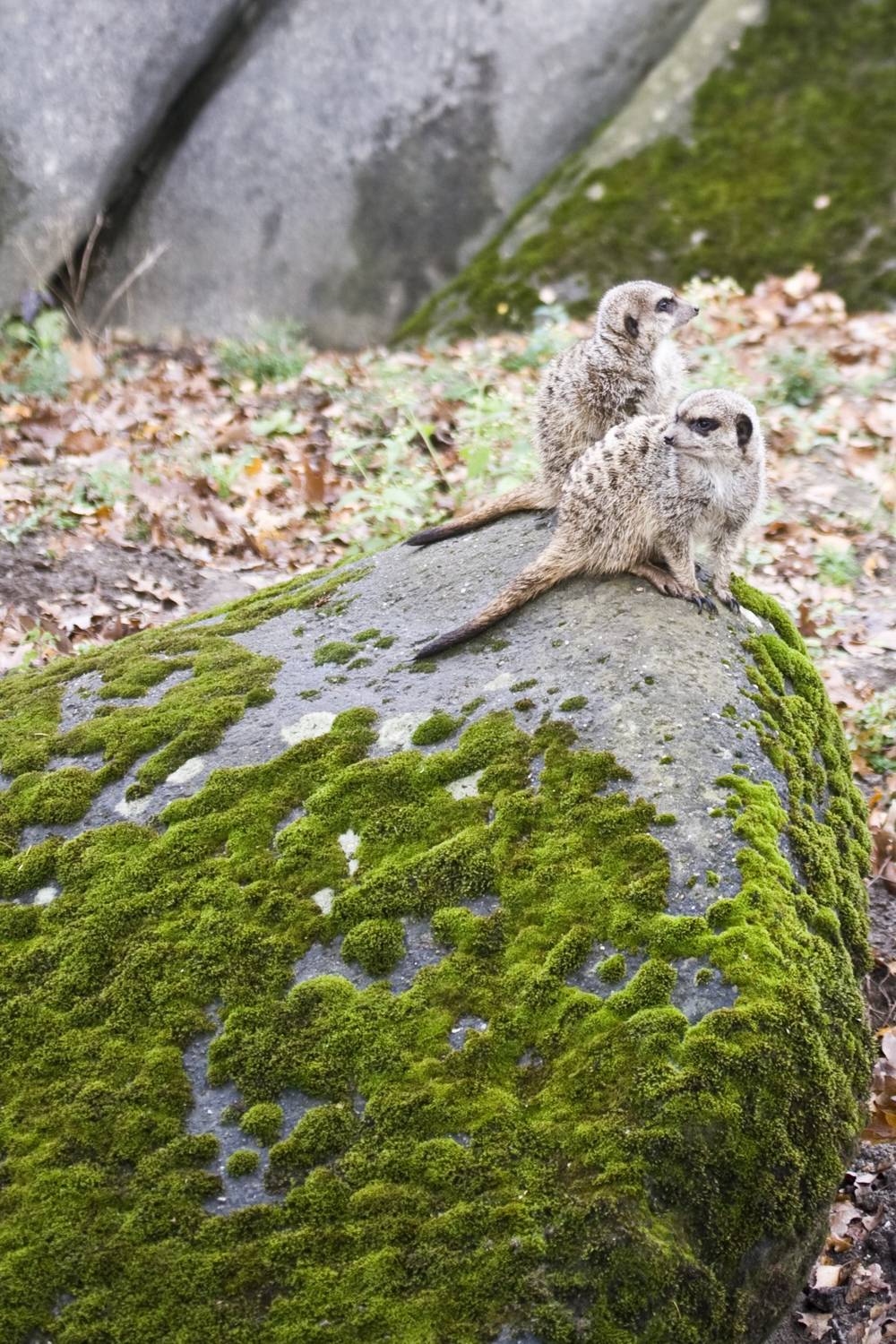 A black-and-white photo of two meerkats perched together on a mossy rock.