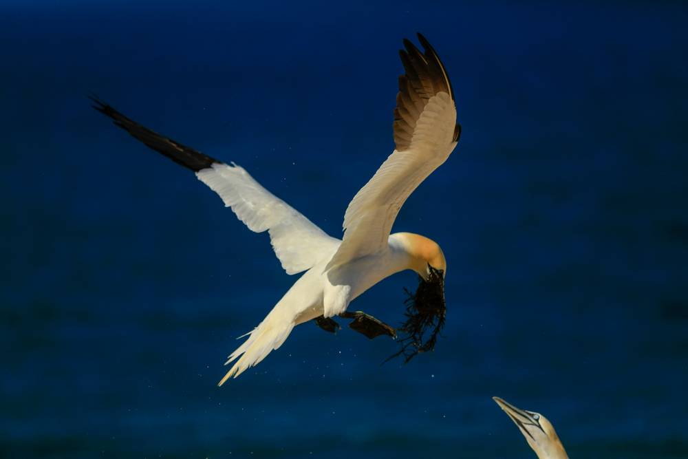 Gannet in Flight