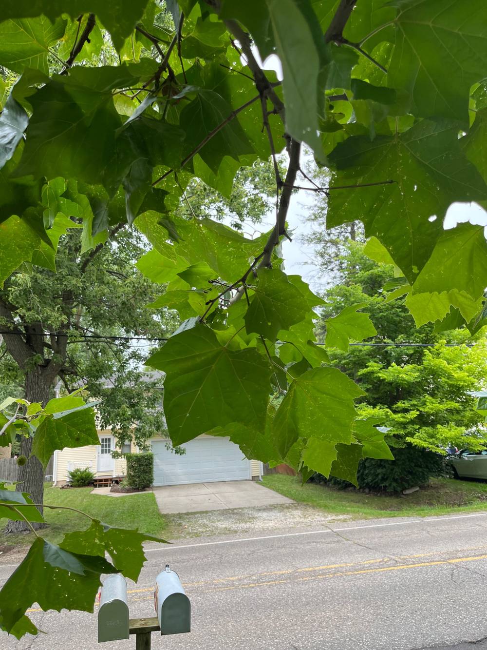 A close-up view of broad, green palmate leaves hanging from a tree branch in the foreground of a suburban street scene. In the background across a paved road with double yellow lines sits a light yellow house with a white garage door and white front door, surrounded by a green lawn and trees. In the lower foreground, two silver metal mailboxes mounted on a wooden post stand near the roadside.