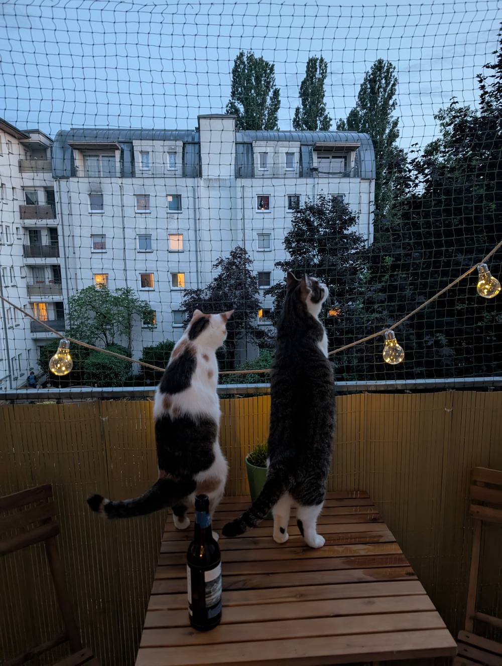 my friend's cats