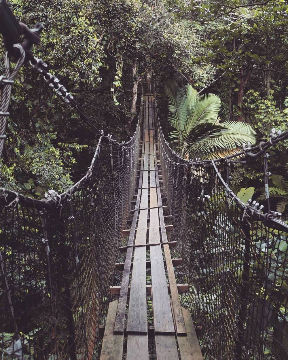 A wooden and rope suspension bridge crossing through a rainforest canopy.