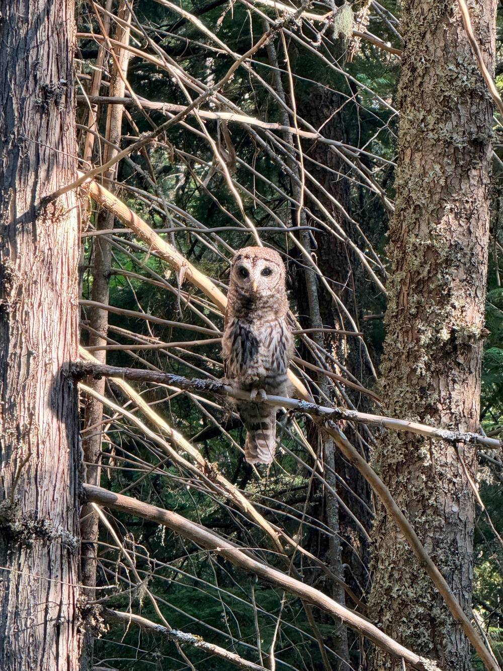Owls 2026