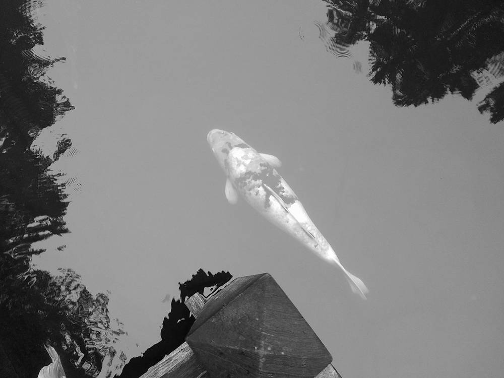 koi #campsnap