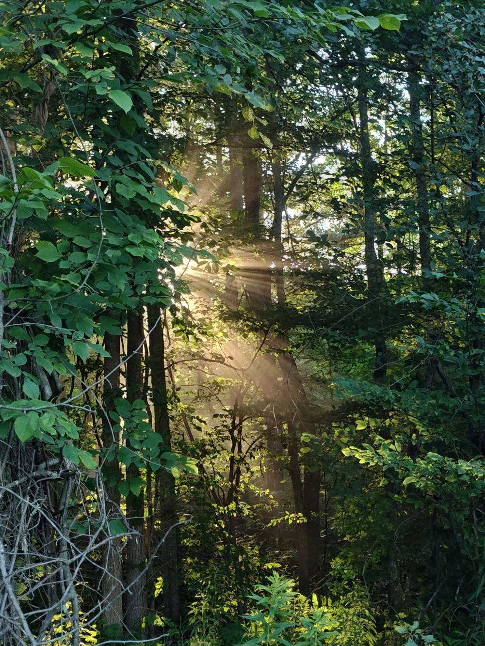 Shining Through