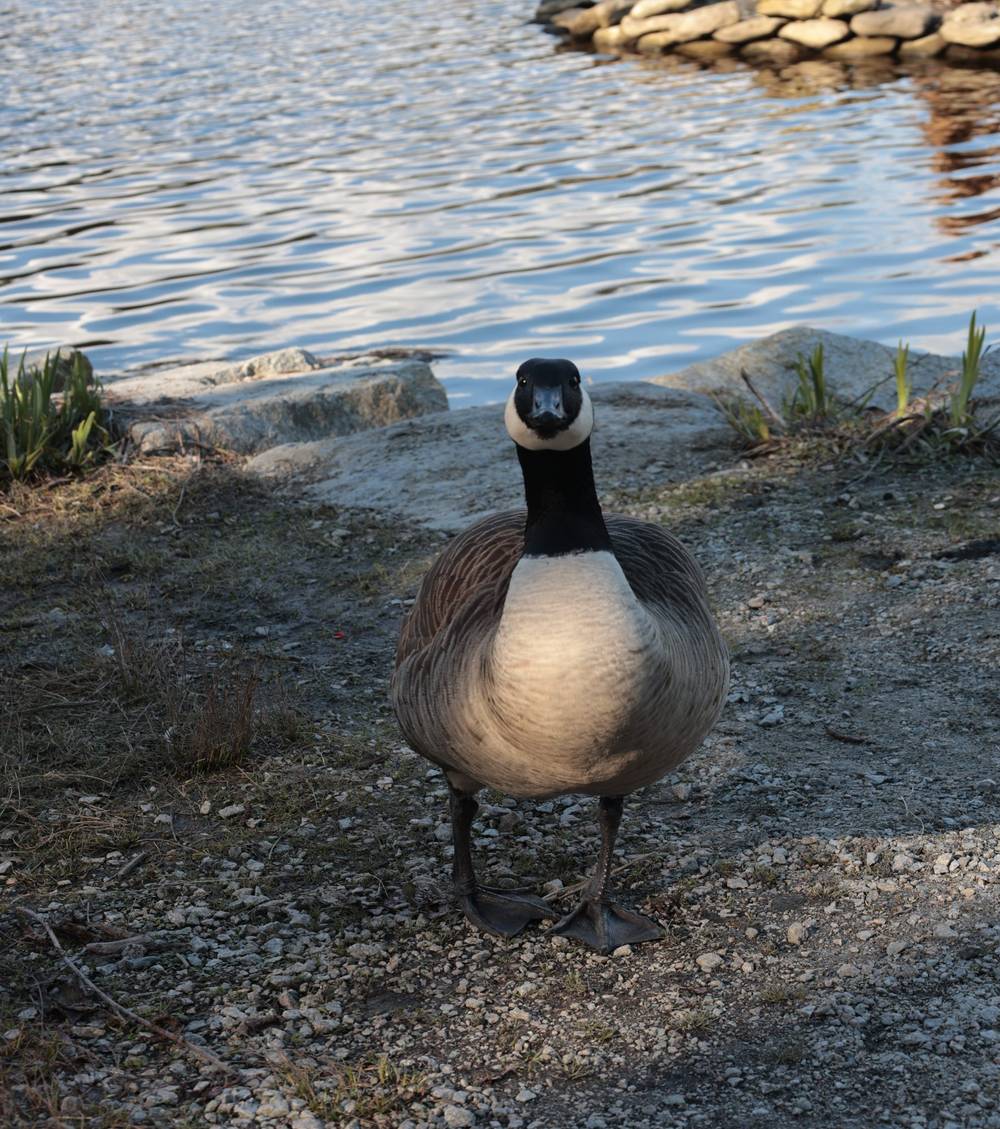 HONK