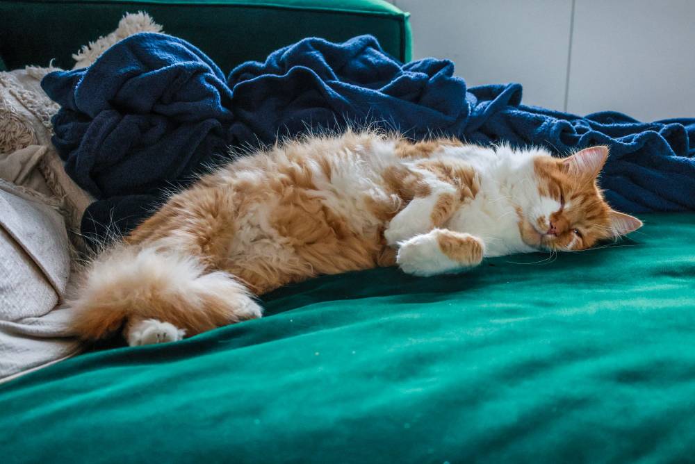 Orange cat sleeping on a green couch
