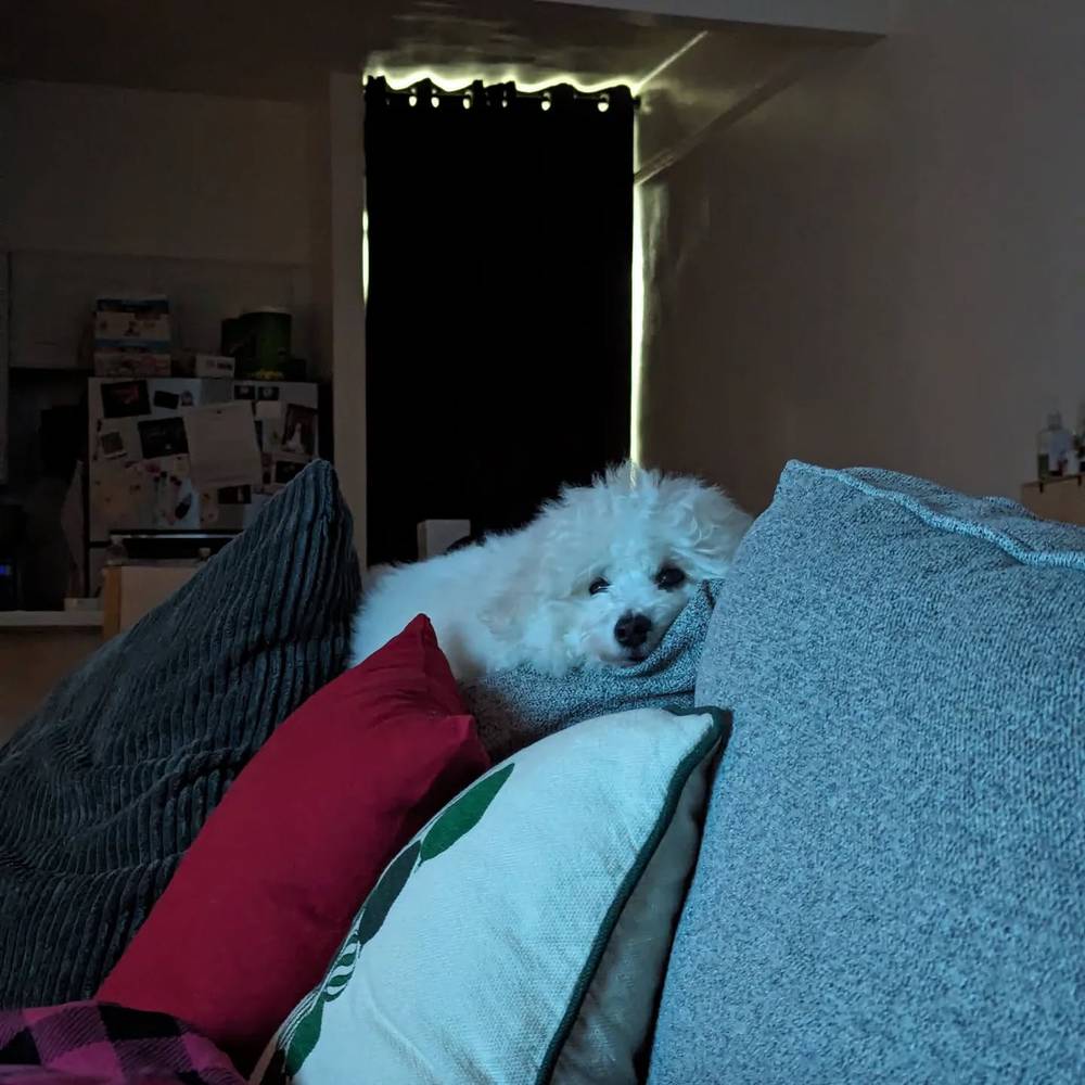 This is Kibi's favorite spot when mom and dad watch tv at night 🛋️📺