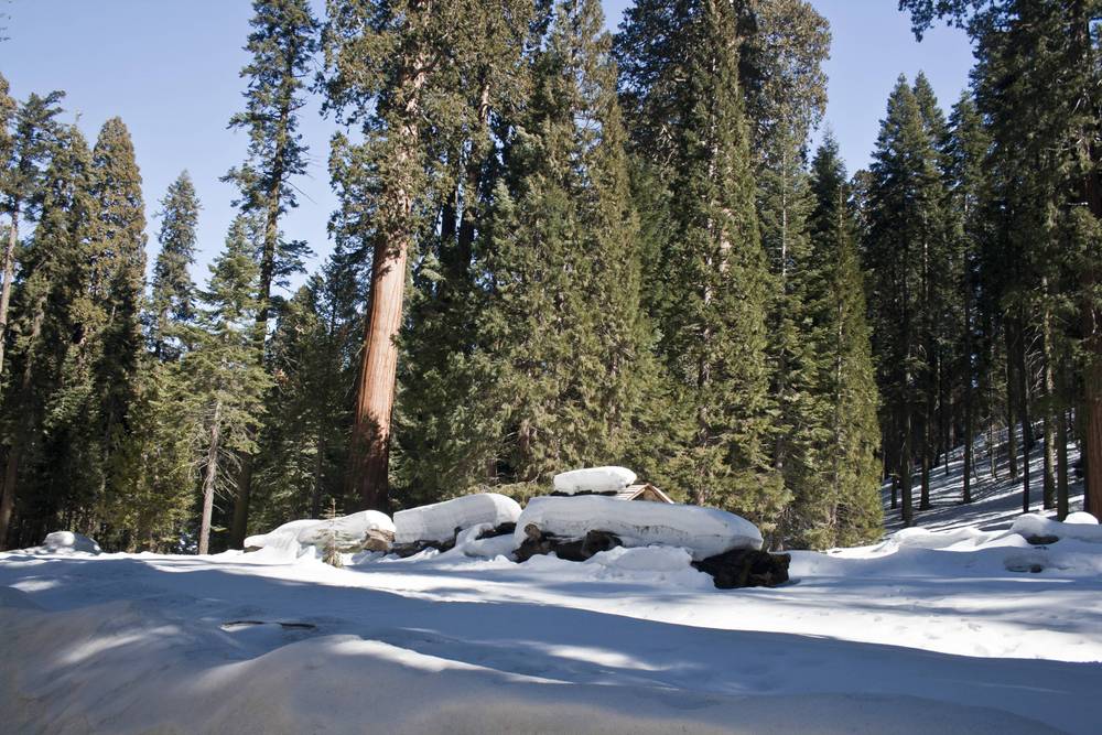 A tall sequoia tree stands among snow-covered boulders and pines.