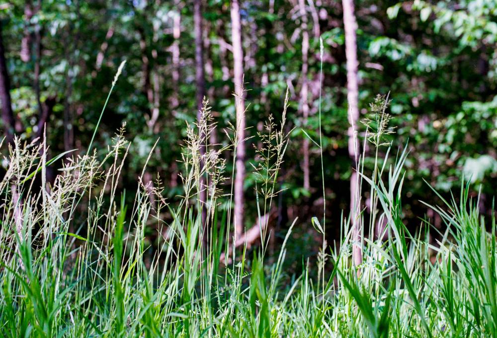 Grass and Ferns