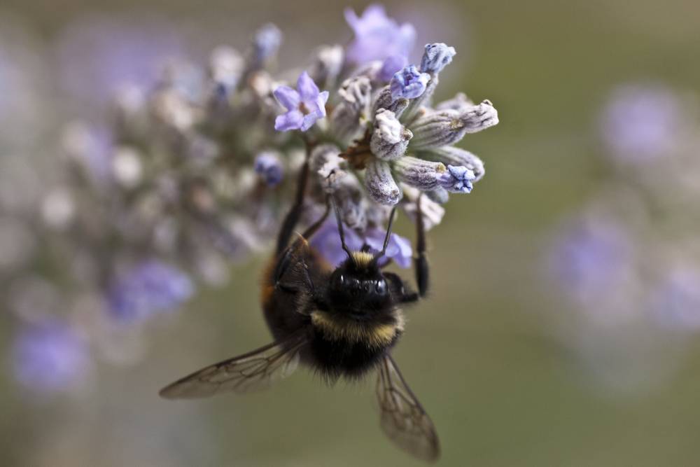 A bumblebee gathers pollen among a spray of lavender blossoms.