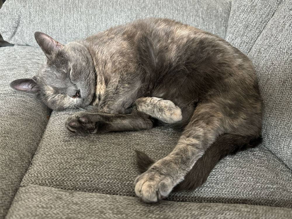 i adopted this cat 9 years ago and i’m so glad to know her